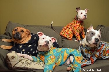 15 Adorable Pets in Pajamas: A Bedtime Photo Gallery