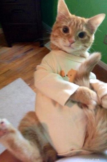 15 Adorable Pets in Pajamas: A Bedtime Photo Gallery