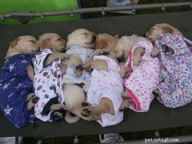 15 Adorable Pets in Pajamas: A Bedtime Photo Gallery