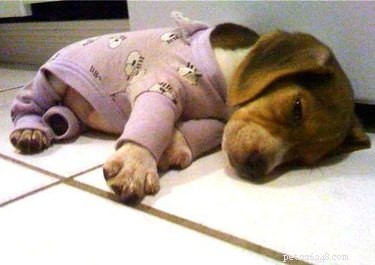 15 Adorable Pets in Pajamas: A Bedtime Photo Gallery