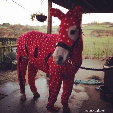 15 Adorable Pets in Pajamas: A Bedtime Photo Gallery