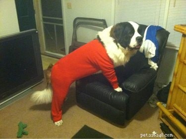 15 Adorable Pets in Pajamas: A Bedtime Photo Gallery