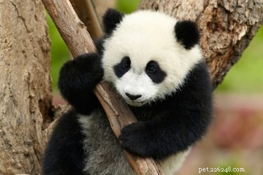 Cute Baby Pandas Playfully Confront Everyday Objects
