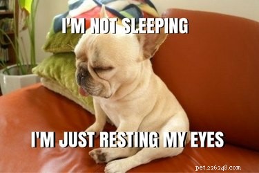 13 Adorable Animals That Just Can t Stay Awake