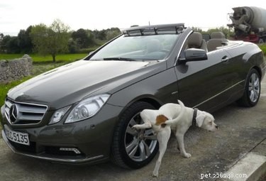 16 Reasons Pet Owners Avoid Luxury Items for Their Pets
