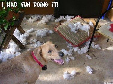 16 Reasons Pet Owners Avoid Luxury Items for Their Pets