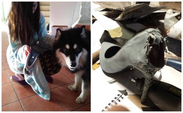 16 Reasons Pet Owners Avoid Luxury Items for Their Pets