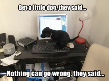 16 Reasons Pet Owners Avoid Luxury Items for Their Pets