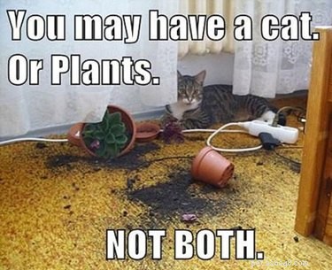 16 Reasons Pet Owners Avoid Luxury Items for Their Pets