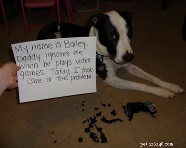 16 Reasons Pet Owners Avoid Luxury Items for Their Pets