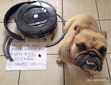 16 Reasons Pet Owners Avoid Luxury Items for Their Pets