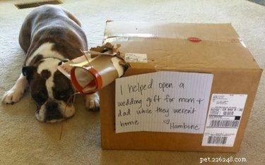 16 Reasons Pet Owners Avoid Luxury Items for Their Pets