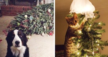 16 Reasons Pet Owners Avoid Luxury Items for Their Pets