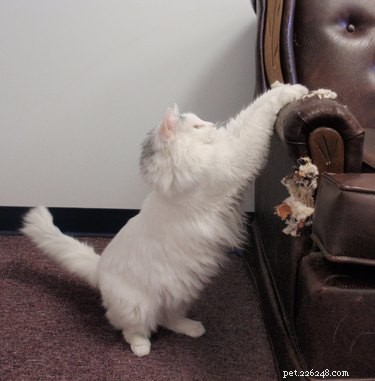 16 Reasons Pet Owners Avoid Luxury Items for Their Pets