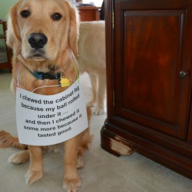 16 Reasons Pet Owners Avoid Luxury Items for Their Pets