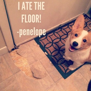 16 Reasons Pet Owners Avoid Luxury Items for Their Pets