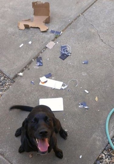 16 Reasons Pet Owners Avoid Luxury Items for Their Pets