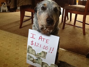 16 Reasons Pet Owners Avoid Luxury Items for Their Pets