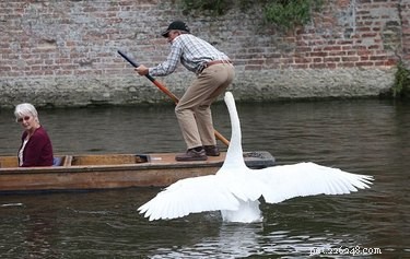 12 Birds That Show Unexpected Quirks