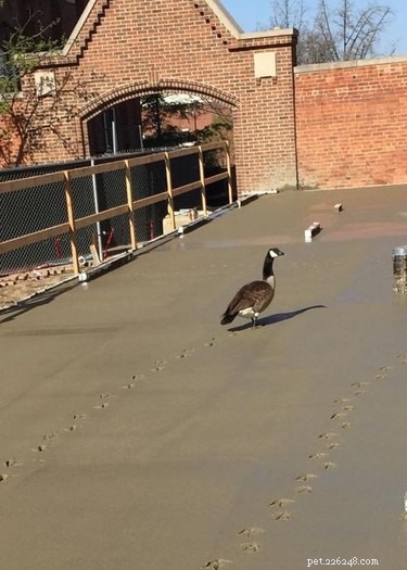 12 Birds That Show Unexpected Quirks