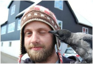 12 Birds That Show Unexpected Quirks