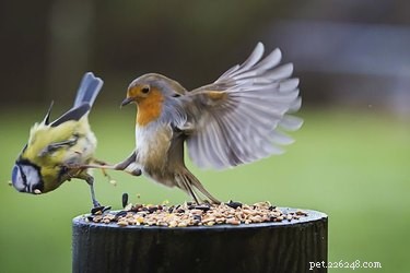 12 Birds That Show Unexpected Quirks