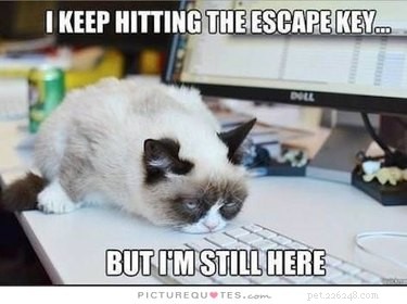 Office Humor: Animal Memes Only Corporate Workers Will Relate