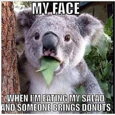 Office Humor: Animal Memes Only Corporate Workers Will Relate