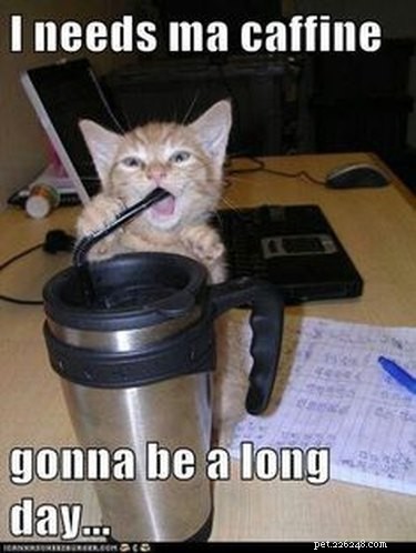 Office Humor: Animal Memes Only Corporate Workers Will Relate