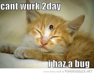 Office Humor: Animal Memes Only Corporate Workers Will Relate