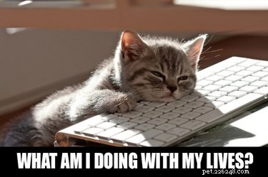Office Humor: Animal Memes Only Corporate Workers Will Relate