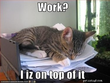 Office Humor: Animal Memes Only Corporate Workers Will Relate