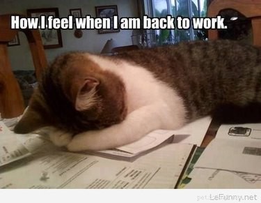 Office Humor: Animal Memes Only Corporate Workers Will Relate