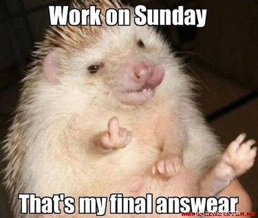 Office Humor: Animal Memes Only Corporate Workers Will Relate