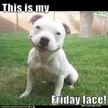 Office Humor: Animal Memes Only Corporate Workers Will Relate