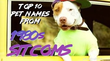 132 Classic 1980s Sitcom‑Inspired Pet Names