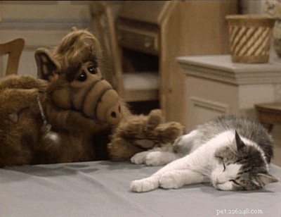 132 Classic 1980s Sitcom‑Inspired Pet Names