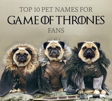 80 Game of Thrones Pet Names for Fans: Find the Perfect Name