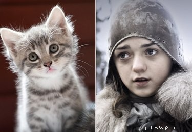 80 Game of Thrones Pet Names for Fans: Find the Perfect Name