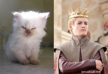 80 Game of Thrones Pet Names for Fans: Find the Perfect Name