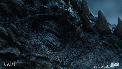 80 Game of Thrones Pet Names for Fans: Find the Perfect Name