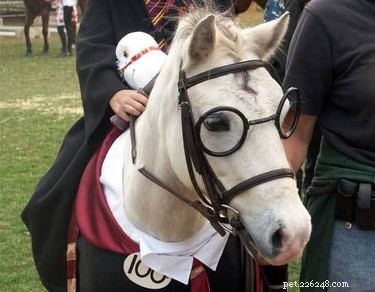 68 Charming Pet Nicknames for Harry Potter Enthusiasts