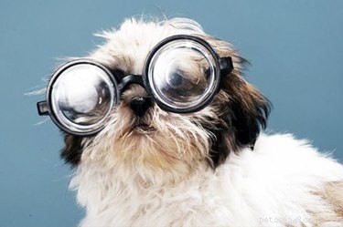 130 Science-Inspired Pet Names for the Ultimate Geek