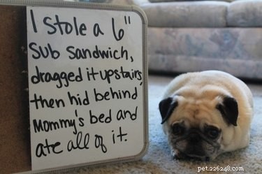 10 Pets That Will Bring a Smile to Your Day