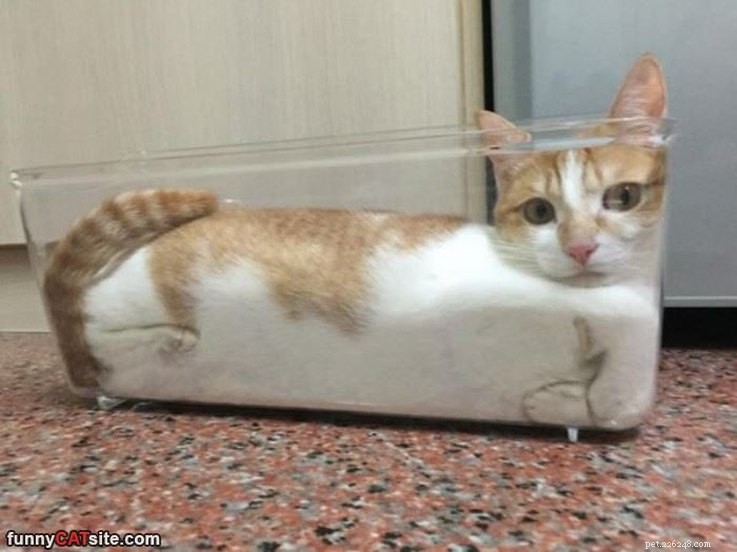 10 Pets That Will Bring a Smile to Your Day