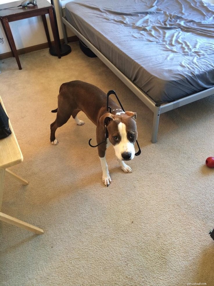 10 Pets That Will Bring a Smile to Your Day