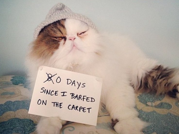 10 Pets That Will Bring a Smile to Your Day
