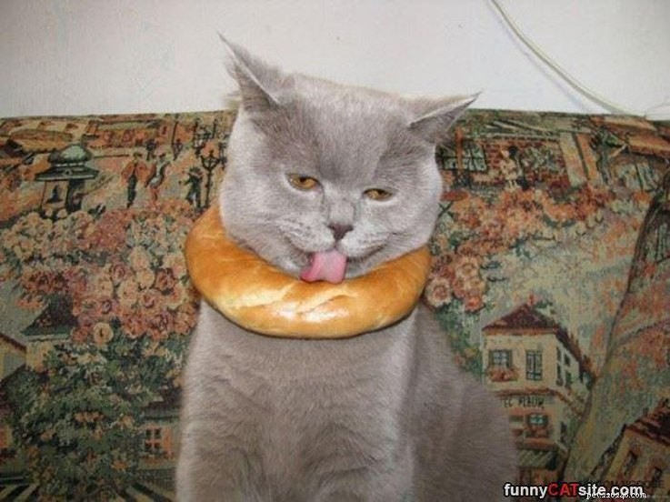 10 Pets That Will Bring a Smile to Your Day