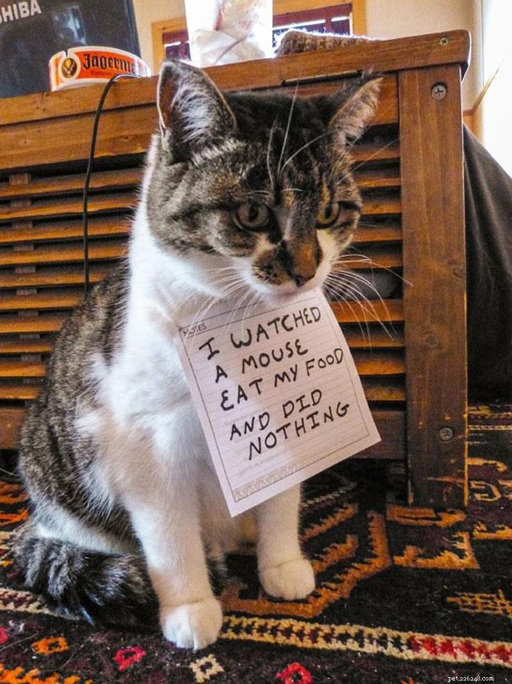 10 Pets That Will Bring a Smile to Your Day