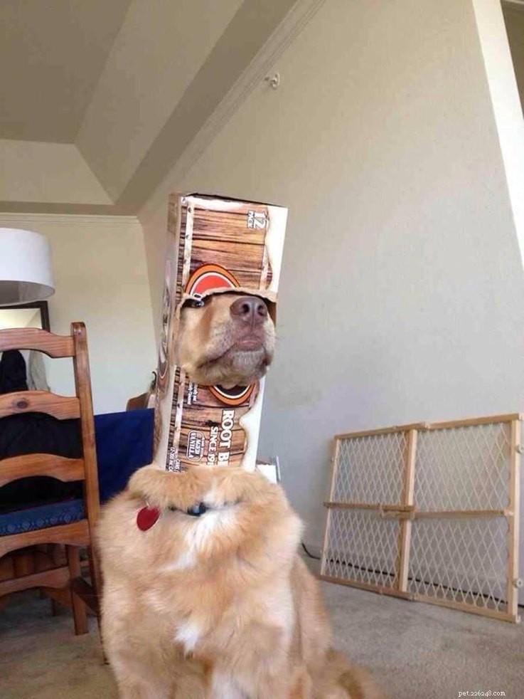 10 Pets That Will Bring a Smile to Your Day